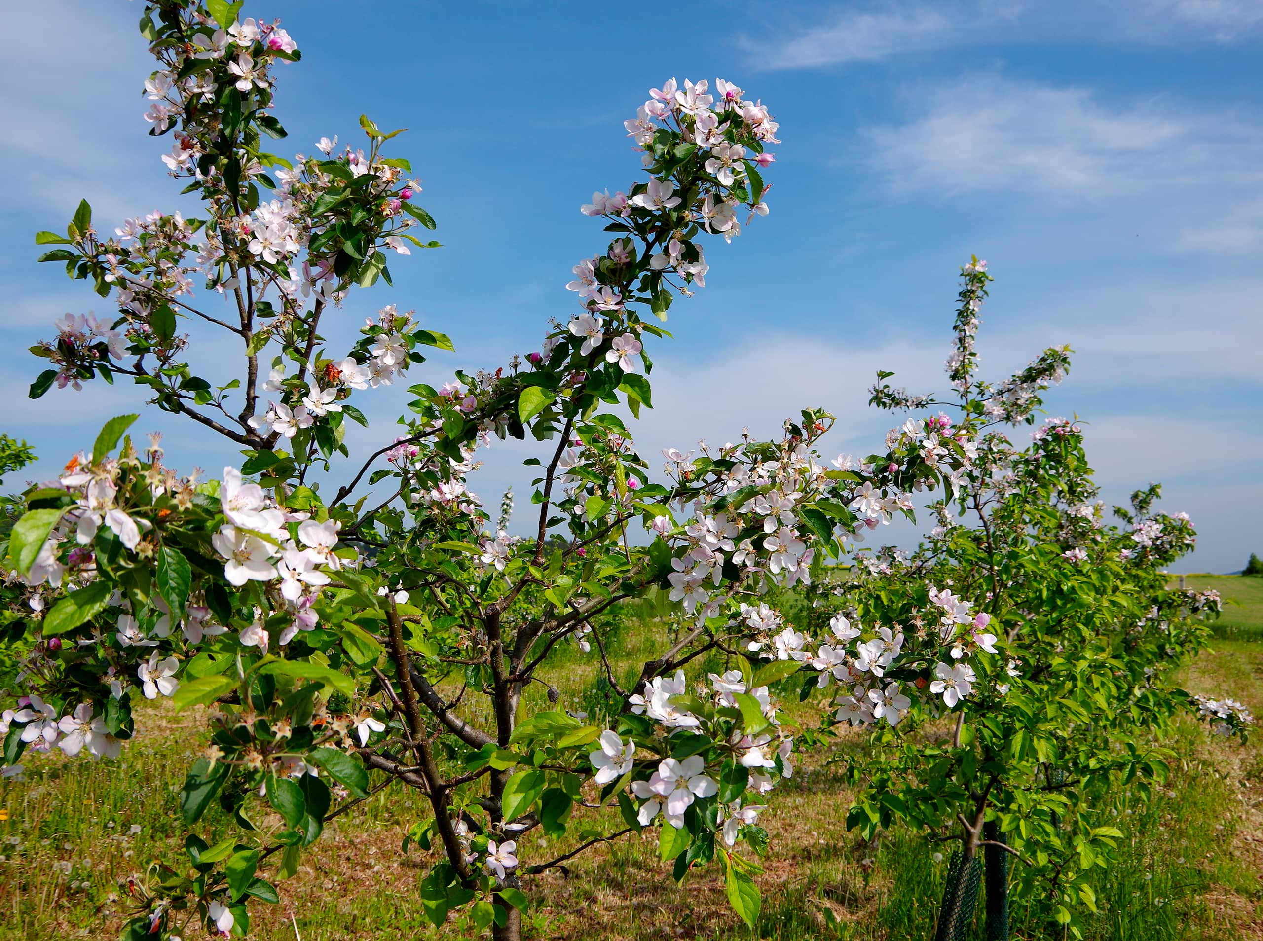 Rychnov nad Kněžnou jabloňový sad v plném květu